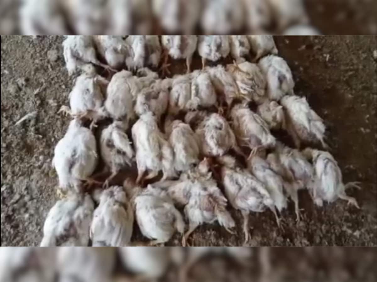 Bird Flu ની દહેશત વચ્ચે ગુજરાતમાં 140 પક્ષી મર્યાં, સોમનાથમાં પક્ષીઓને ગાંઠિયા ખવડાવવા પર પ્રતિબંધ