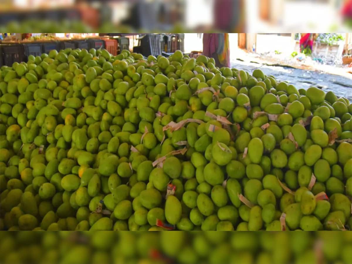 કેસર કેરીના શોખીનો માટે ખુશીના સમાચાર