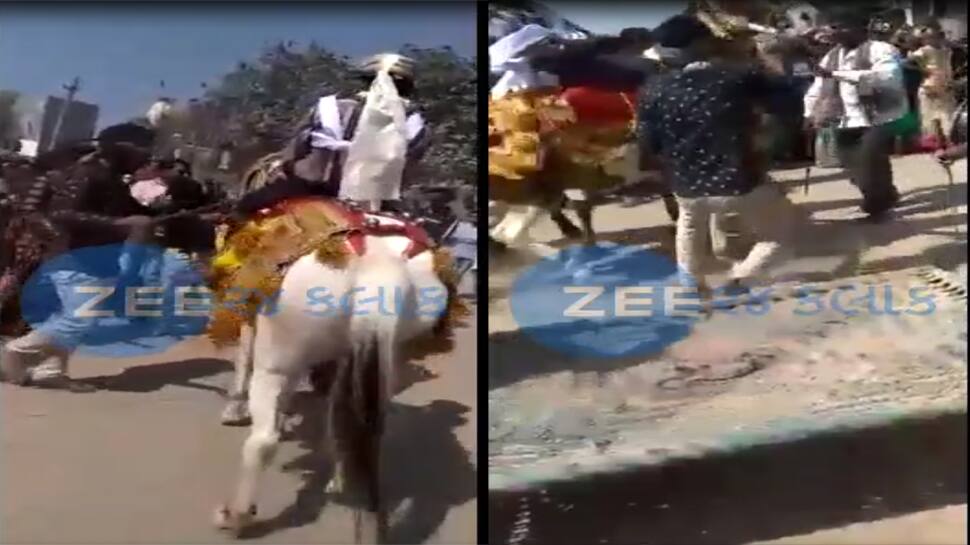 વરરાજાને લઈને ભાગી ઘોડી, જાનૈયા વચ્ચે થયેલી ફજેતીનો વીડિયો થયો વાયરલ વરરાજાને લઈને ભાગી ઘોડી, જાનૈયા વચ્ચે થયેલી ફજેતીનો વીડિયો થયો વાયરલ