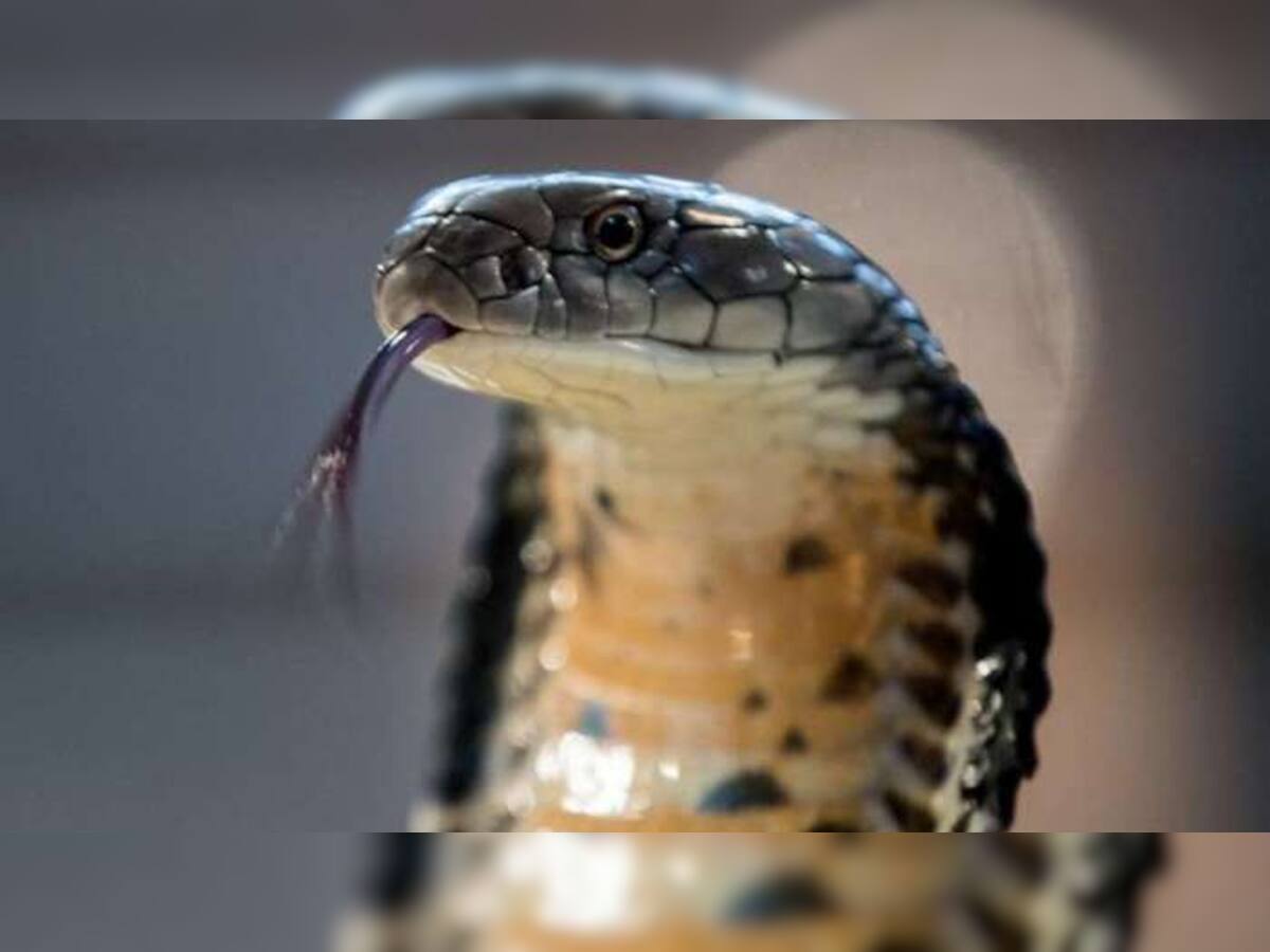 The most venomous snake in the world: દુનિયાના સૌથી ઝેરી સાપ, બસ એક દંશ અને ખેલ ખતમ...
