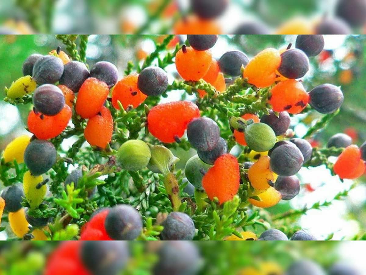 Fruit Salad Tree: એક જ વૃક્ષ પર 8 પ્રકારના ફળ, જાણો કેવી રીતે શક્ય બન્યો આ ચમત્કાર!