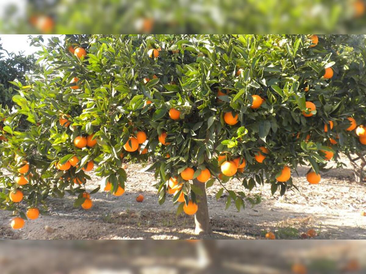 New Innovation: આ દેશમાં નારંગીમાંથી ઉત્પન્ન થાય છે વીજળી, છોતરાં પણ ભેગા કરીને રાખે છે લોકો...!