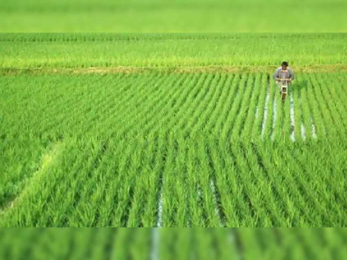સરકારનો મહત્વનો નિર્ણય, નર્મદા કમાન્ડ વિસ્તારના ખેડૂતોને ઉનાળુ પાક માટે 5 માર્ચથી મળશે પાણી