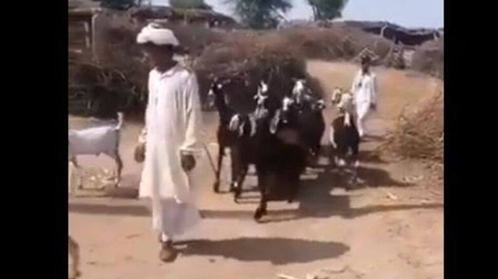 Bakri Dance Video: અંગ્રેજી ગીત પર દેસી બકરીઓનો કાતિલ ડાન્સ, છોડાવી દીધા ભલભલાના છક્કા! Bakri Dance Video: અંગ્રેજી ગીત પર દેસી બકરીઓનો કાતિલ ડાન્સ, છોડાવી દીધા ભલભલાના છક્કા!