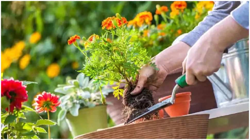 Gardening Tips: ઘરમાં ઉગાડેલા છોડની દેખરેખ માટે બનાવો Natural Fertilizer, જાણો કેવી રીતે Gardening Tips: ઘરમાં ઉગાડેલા છોડની દેખરેખ માટે બનાવો Natural Fertilizer, જાણો કેવી રીતે