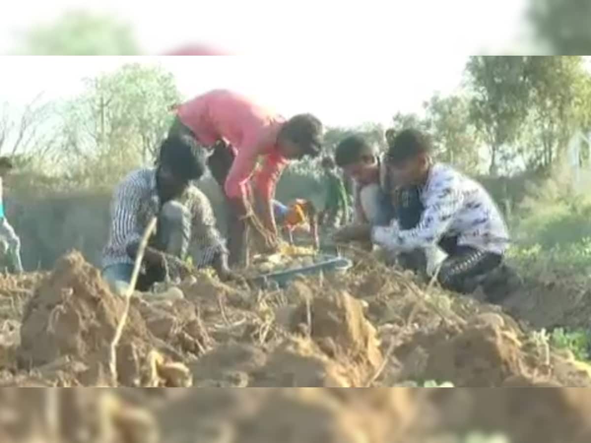 Banaskantha: બટાકાનું વાવેતર કરી ખેડૂતો પછતાઇ રહ્યા છે, ચપાણીયું પણ નથી મળી રહ્યું