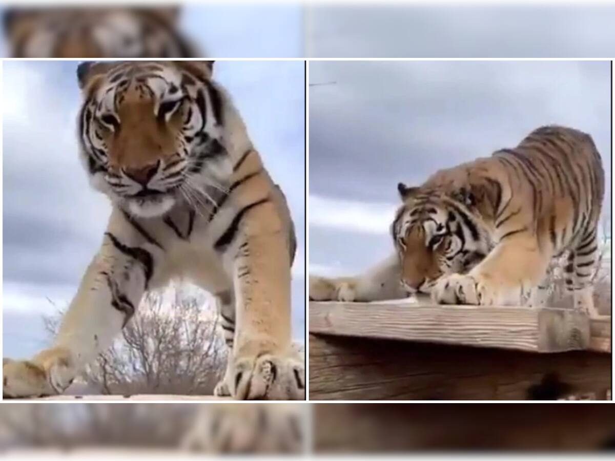 Viral Video: ફિટનેસને માટે Tiger એ પણ કર્યા Pushups, લોકોએ કહ્યું Surya Namaskar