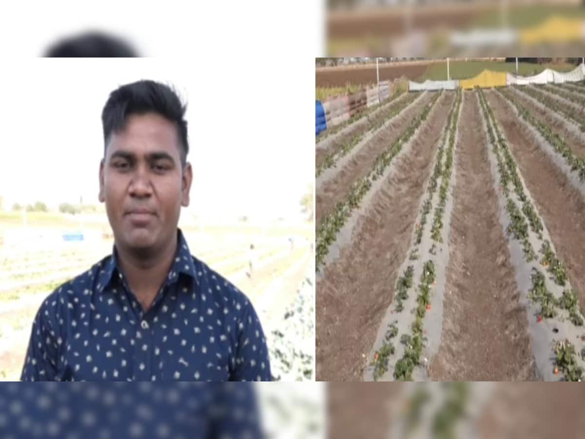 ખેડૂતનો સફળ પ્રયોગ, જામનગરની જમીન પર નવા પાકોનું કરી રહ્યા છે સંશોધન