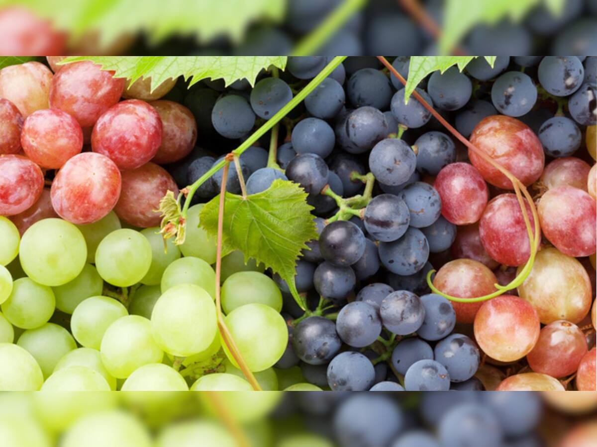 Benefits of Eating Grapes: યાદશક્તિ વધારવાથી માંડીને વાળ ઉતારવાનું રોકે છે દ્રાક્ષ, જાણો દ્રાક્ષના જબરદસ્ત ફાયદા