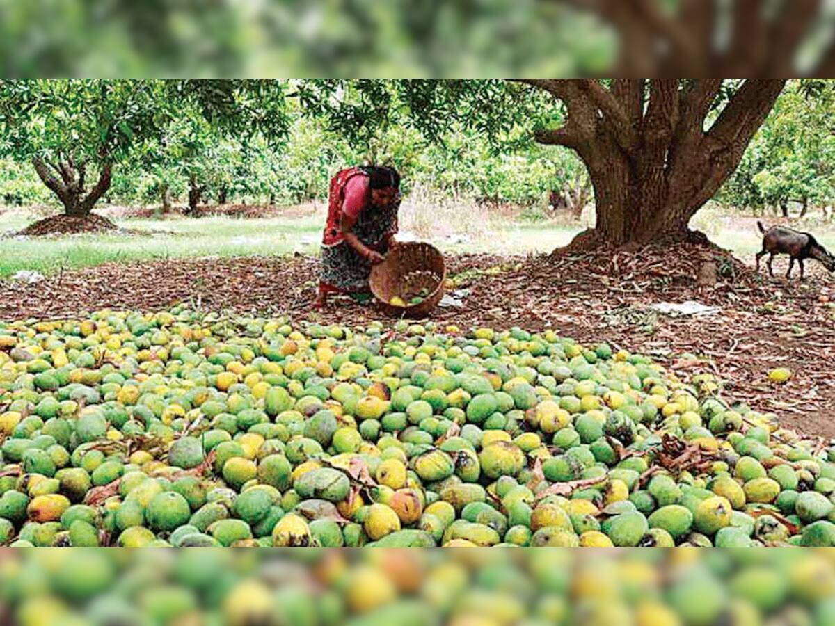 Mango Season: કોરોના કાળમાં કેસર કેરીને પણ લાગ્યું ગ્રહણ: આ વર્ષે ઉત્પાદન ઓછું થવાની ભીતિ