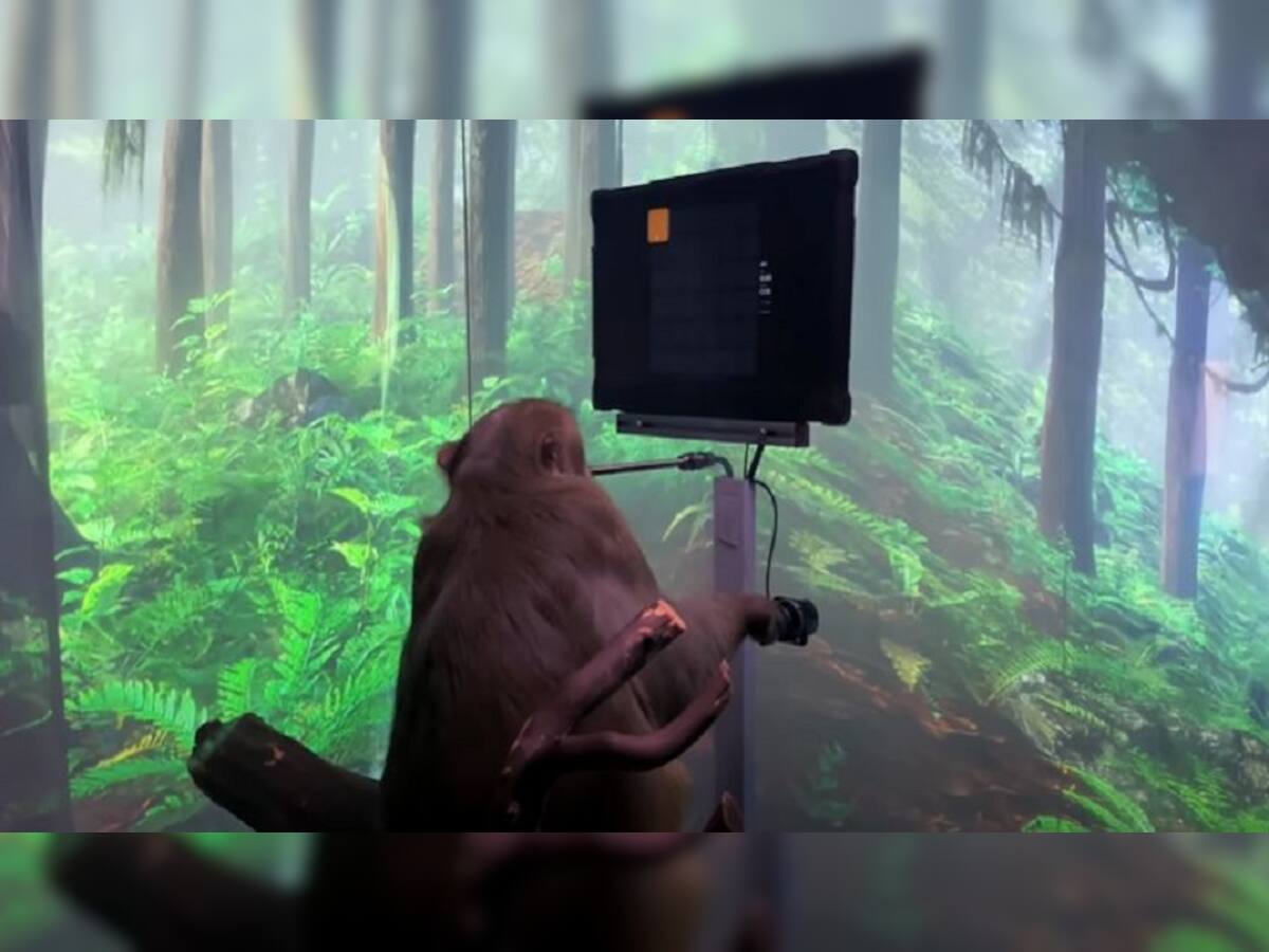 Elon Musk કંપનીનું નવું કારનામુ, પોતાના મગજથી વીડિયો ગેમ રમે છે વાંદરો, જુઓ Video