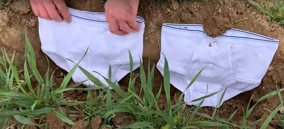 Viral News: કોરોનાકાળમાં આ જમીનમાં 2 સફેદ અંડરવેર કેમ દાટી રહ્યા છે લોકો? કારણ જાણી ચોંકી જશો Viral News: કોરોનાકાળમાં આ જમીનમાં 2 સફેદ અંડરવેર કેમ દાટી રહ્યા છે લોકો? કારણ જાણી ચોંકી જશો