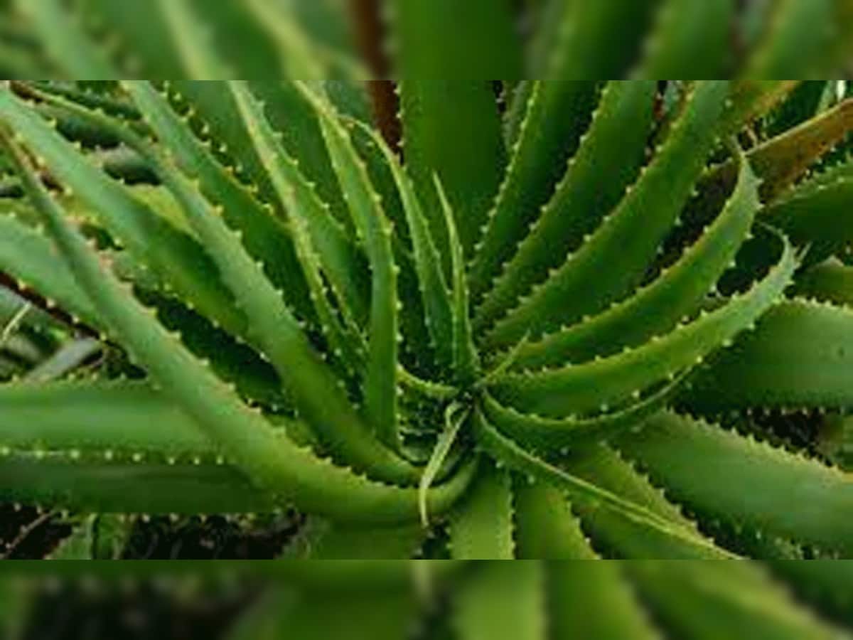 Beauty Tips: આ કાંટાળી વનસ્પતિ ગરમીમાં તમારી ત્વચાને આપશે ઠંડક, અનેક બીમારીઓમાં બનશે ઔષધી