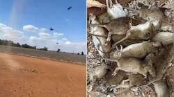 Video: કોરોના વચ્ચે આ દેશમાં વધુ એક મહામારીનું સંકટ, આકાશમાંથી થયો ઉંદરોનો વરસાદ!