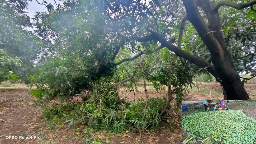 વાવાઝોડાએ ખેડૂતોને રાતા પાણીએ રડાવ્યા, કેરીનો 90 ટકા ખરી પડ્યો વાવાઝોડાએ ખેડૂતોને રાતા પાણીએ રડાવ્યા, કેરીનો 90 ટકા ખરી પડ્યો
