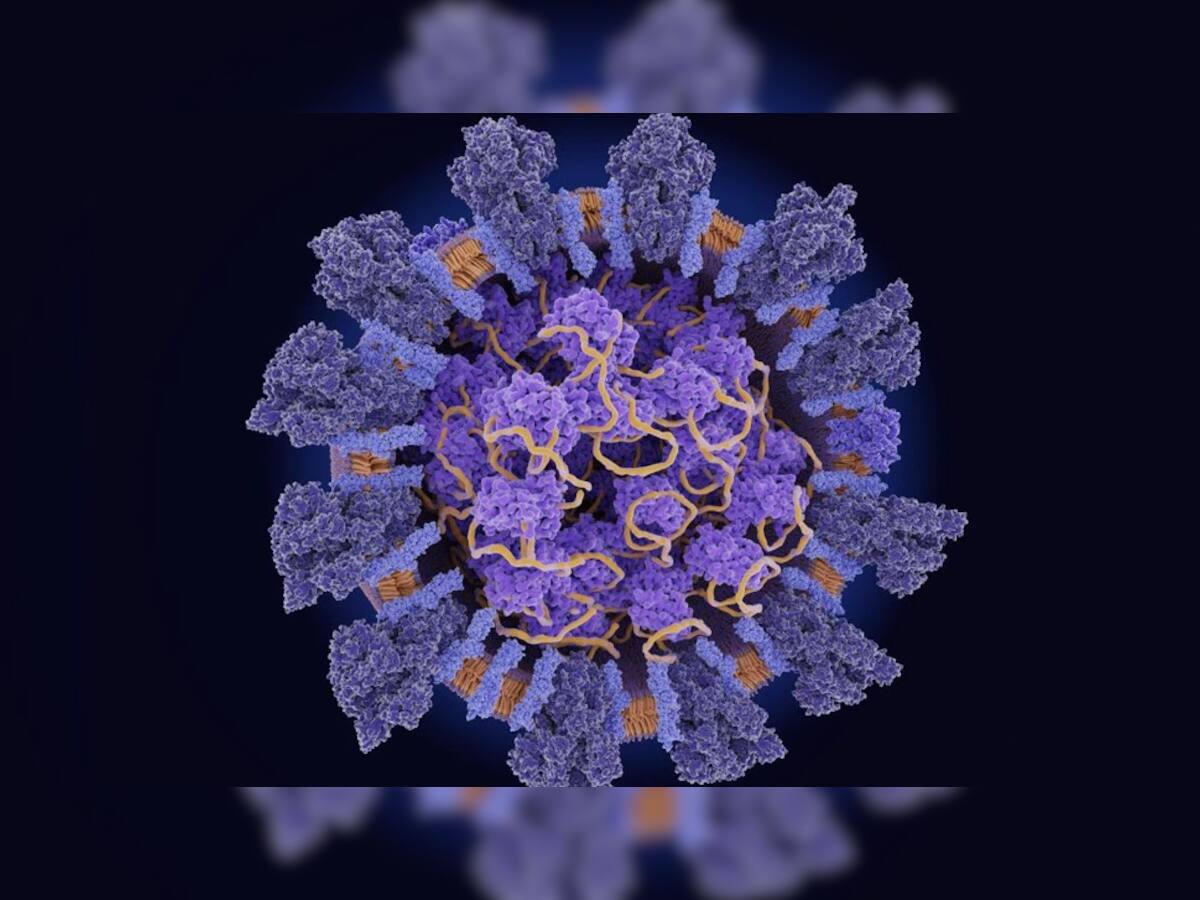 વૈજ્ઞાનિકોએ શોધ્યો નવો Coronavirus, કુતરાથી મનુષ્યોમાં ફેલાય છે સંક્રમણ