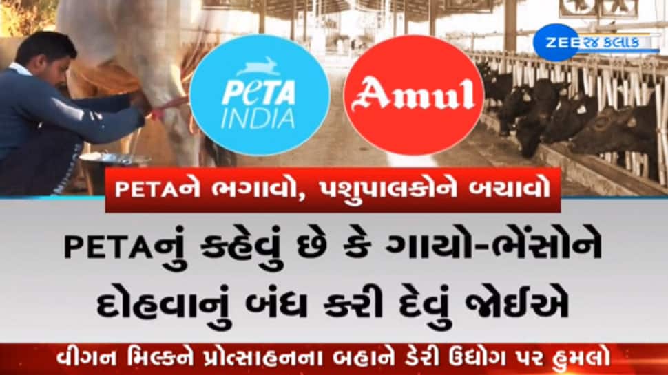PETA V/s Amul : વિગન દૂધ અંગેના પેટાના નિવેદનથી રોષે ભરાયા ગુજરાતના પશુપાલકો PETA V/s Amul : વિગન દૂધ અંગેના પેટાના નિવેદનથી રોષે ભરાયા ગુજરાતના પશુપાલકો