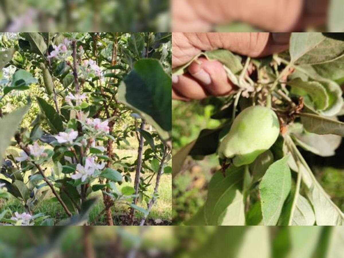 VADODARA: કરજણના ખેડૂતે કાશ્મીરી સફરજનની સફળ ખેતી કરી, 1 વર્ષમાં ઉત્પાદન શરૂ