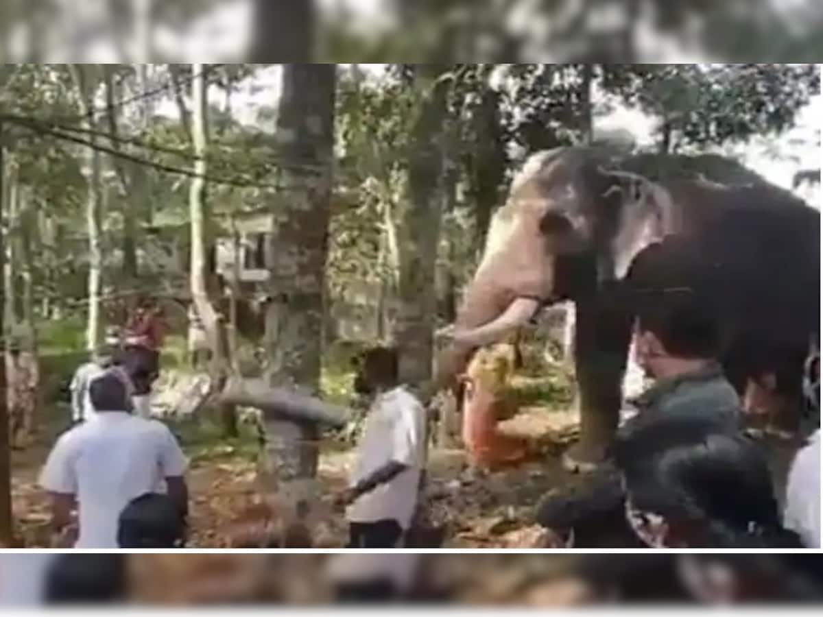 Elephant Emotional Video: મહાવતના મોત પર અંતિમ દર્શન માટે પહોંચ્યો હાથી, ભાવુક થઈ રડવા લાગ્યો