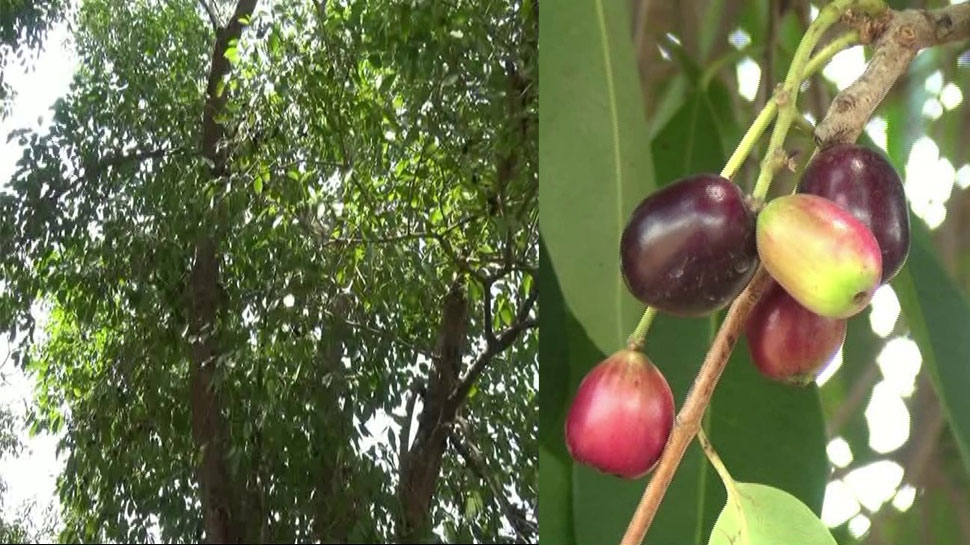 ક્યારેય ખાધું છે આ રાવણાંનું ફળ, ડાયાબિટિસનો છે રામબાણ ઈલાજ