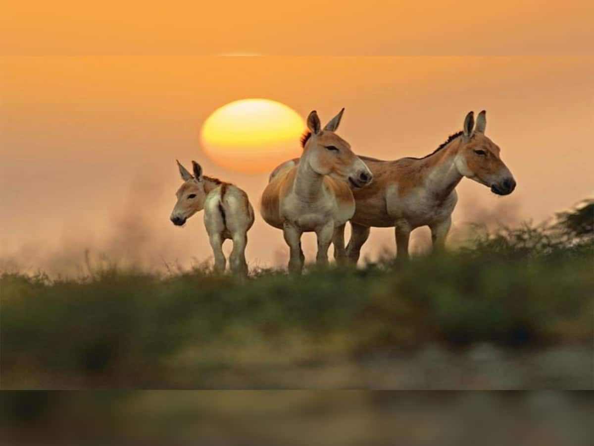 આજથી ઘુડખર અભયારણ્ય પ્રવાસીઓ માટે બંધ રહેશે 