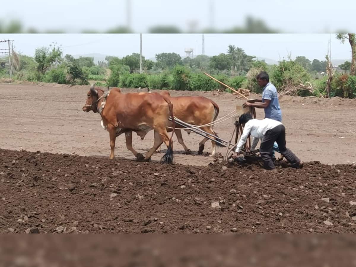 સમગ્ર ગુજરાતમાં શ્રીકાર વર્ષાને પગલે ખેડૂતોને ભીમ અગિયારસનાં શુભ પર્વે વાવણીનો પ્રારંભ કર્યો