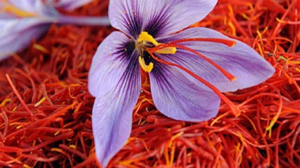 Saffron: કેમ લાખો રૂપિયામાં વેચાય છે કેસર? જાણો કઈ રીતે કરવામાં આવે છે કેસરની ખેતી Saffron: કેમ લાખો રૂપિયામાં વેચાય છે કેસર? જાણો કઈ રીતે કરવામાં આવે છે કેસરની ખેતી