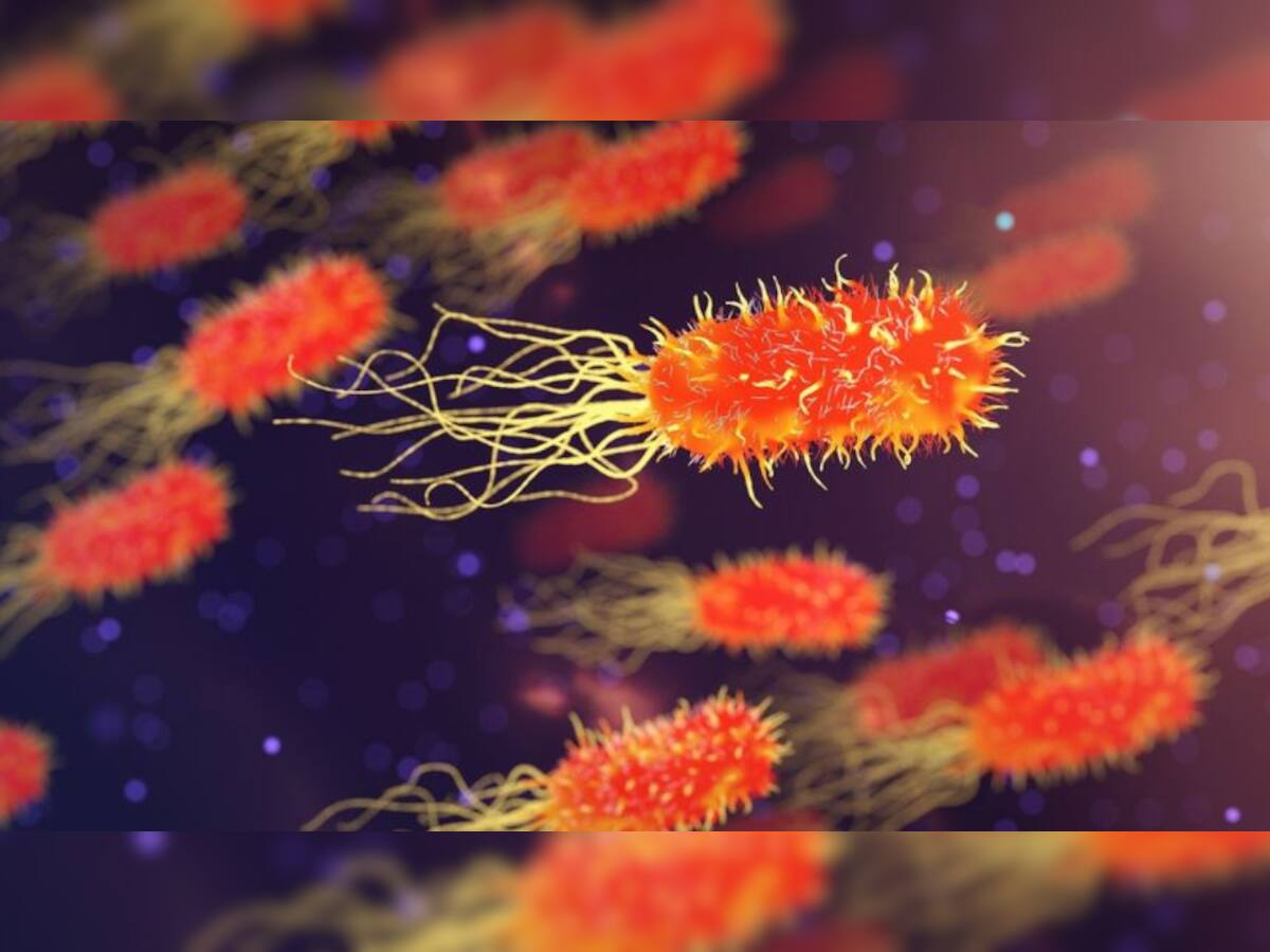 Gut Bacteria: માણસના પેટમાં છૂપાયેલું છે કોરોનાને પછાડવા માટેનું 'હથિયાર'!, નવા સ્ટડીમાં થયો ખુલાસો