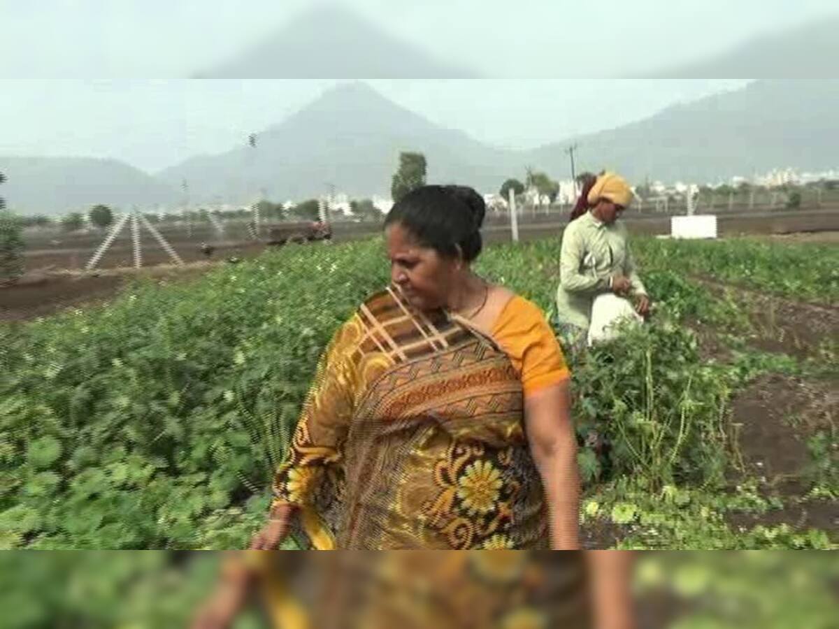 જૂનાગઢમાં મહિલા ખેડૂત કરે છે લાખોની કમાણી! આ ટેકનીક અપનાવી તમે પણ થઈ જાઓ માલામાલ
