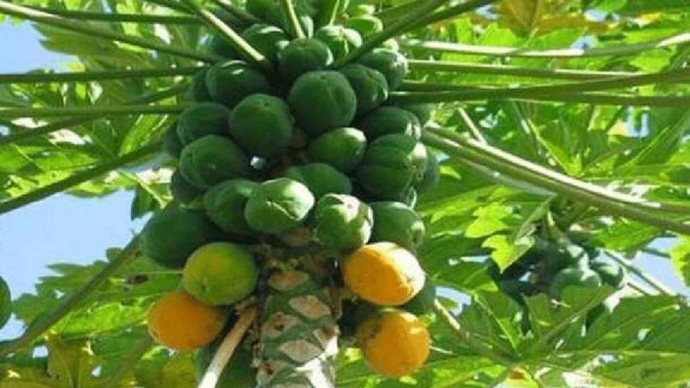 Health Tips: પીરિયડની પીડાથી પરેશાન છો? આ ફળના પત્તાનું સેવન કરવાથી મળશે એકદમ રાહત! Health Tips: પીરિયડની પીડાથી પરેશાન છો? આ ફળના પત્તાનું સેવન કરવાથી મળશે એકદમ રાહત!