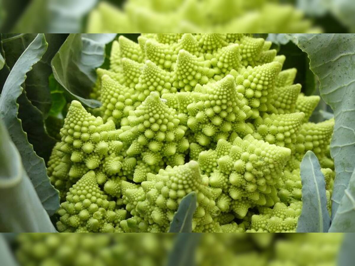 Romanesco Cauliflowe: આ ફ્લાવરમાં એવું તો શું છેકે, હજારો રૂપિયા આપીને પણ લોકો લેવા માટે કરે છે પડાપડી!