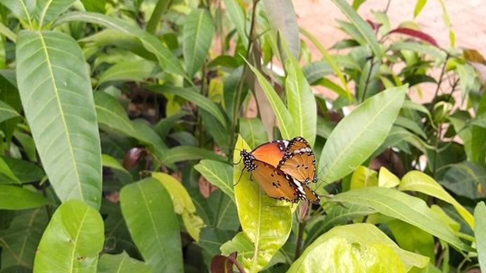 વિશ્વ પ્રકૃતિ દિવસ: આ લોકોને નથી લાગ્યું કોરોનાનું ગ્રહણ કે નથી ફરમાવી કુદરતે કોઈ પાબંદી વિશ્વ પ્રકૃતિ દિવસ: આ લોકોને નથી લાગ્યું કોરોનાનું ગ્રહણ કે નથી ફરમાવી કુદરતે કોઈ પાબંદી