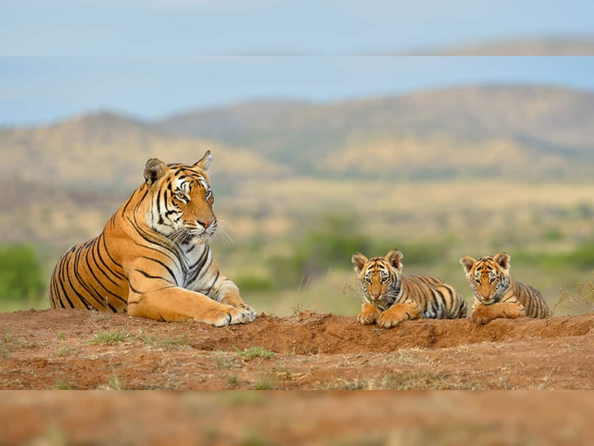 International Tiger Day 2021: ભારતમાં કેટલાં ટાઈગર રિઝર્વ છે? જાણો વાઘને બચાવવા PM મોદીએ શું કહ્યું