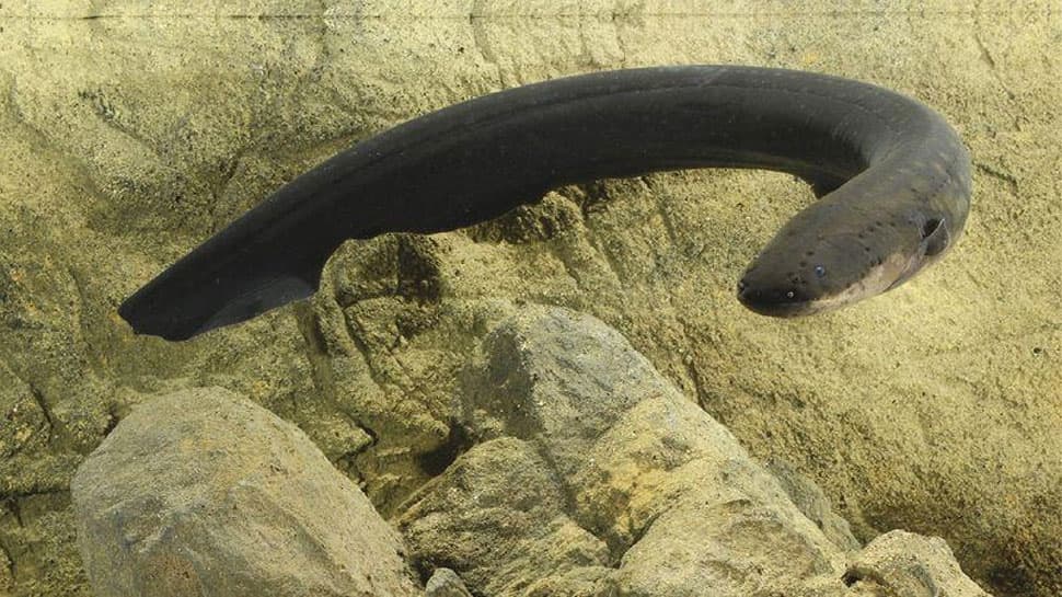 China: Private Part માં આ વિચિત્ર કારણસર ઘૂસાડી દીધી 20 cm લાંબી Eel Fish, પછી જે થયું જાણીને ચોંકશો China: Private Part માં આ વિચિત્ર કારણસર ઘૂસાડી દીધી 20 cm લાંબી Eel Fish, પછી જે થયું જાણીને ચોંકશો