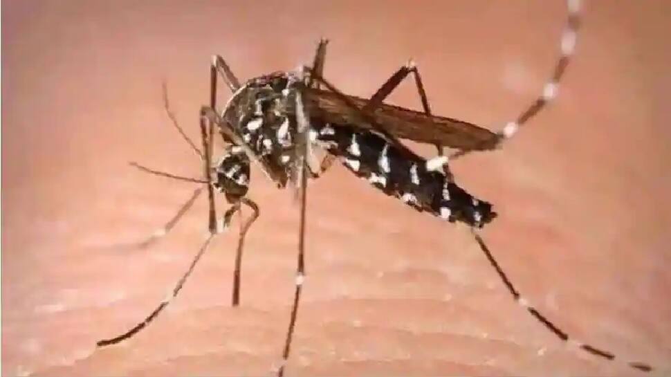 કેરલ બાદ હવે મહારાષ્ટ્રમાં zika virus ની એન્ટ્રી, 50 વર્ષની મહિલા મળી સંક્રમિત કેરલ બાદ હવે મહારાષ્ટ્રમાં zika virus ની એન્ટ્રી, 50 વર્ષની મહિલા મળી સંક્રમિત