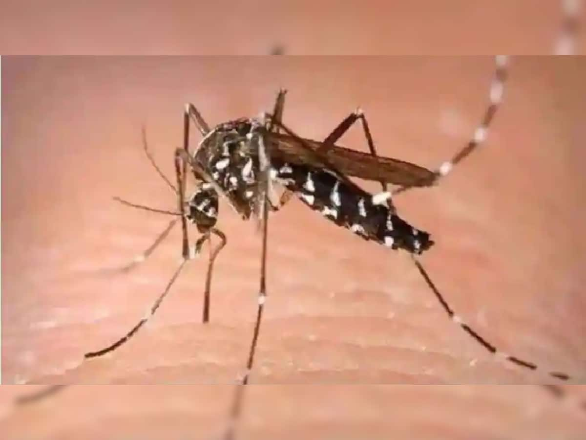 કેરલ બાદ હવે મહારાષ્ટ્રમાં zika virus ની એન્ટ્રી, 50 વર્ષની મહિલા મળી સંક્રમિત