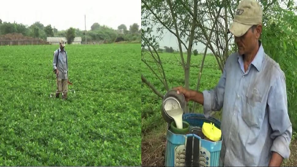 Organic farming: જુનાગઢના ખેડૂતોનો નવતર પ્રયોગ, મગફળીની ખેતી માટે કરે છે અનોખા દ્વાવણનો ઉપયોગ, વર્ષે થાય છે મોટી કમાણી Organic farming: જુનાગઢના ખેડૂતોનો નવતર પ્રયોગ, મગફળીની ખેતી માટે કરે છે અનોખા દ્વાવણનો ઉપયોગ, વર્ષે થાય છે મોટી કમાણી