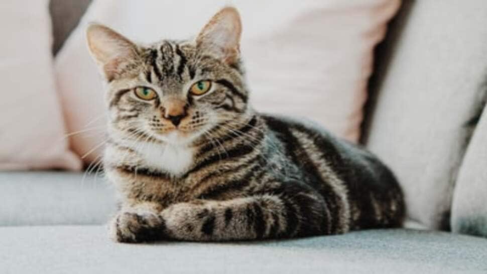 Cat Lovers: ક્યાં પાળવામાં આવે છે સૌથી વધુ બિલાડીઓ? જાણો બિલાડી વિશેની એવી વાતો જે કોઈ નથી જાણતું Cat Lovers: ક્યાં પાળવામાં આવે છે સૌથી વધુ બિલાડીઓ? જાણો બિલાડી વિશેની એવી વાતો જે કોઈ નથી જાણતું