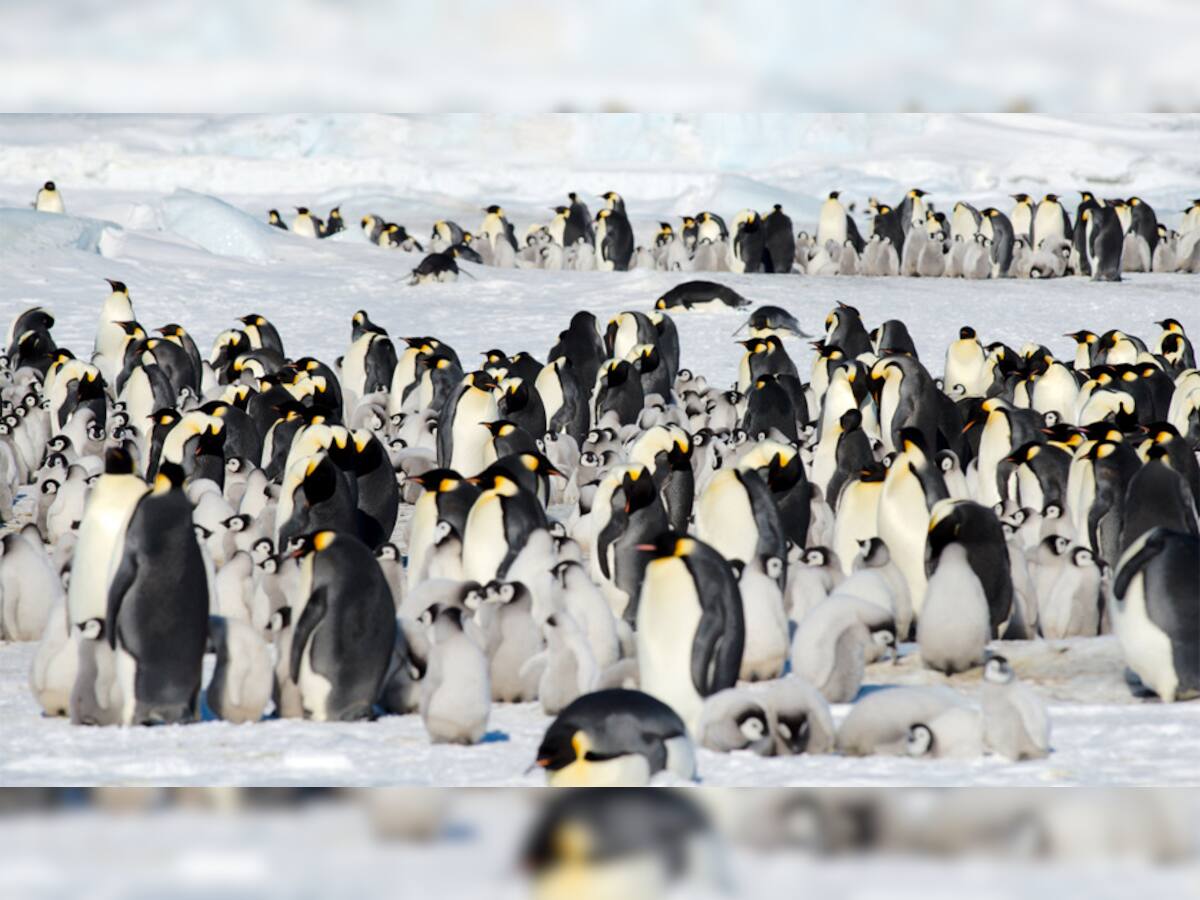 હાડ થીજવતી ઠંડીમાં હિમપહાડ વચ્ચે પેંગ્વીન કેવી રીતે મેળવે છે ગરમી? જાણો શું છે કારણ