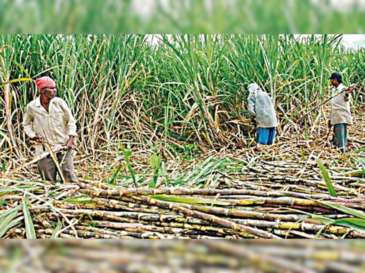 Modi Cabinet Decisions: શેરડીના ખેડૂતો માટે ખુશખબરી, સરકારે આટલા વધાર્યા શેરડીના ભાવ