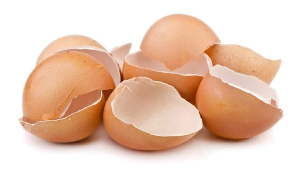 Egg Shells Benefits: ઈંડાની ઉપરના પડને ફેંકશો નહીં, તમારા ચહેરાની ચમક વધારશે ઈંડાના છોતરા! Egg Shells Benefits: ઈંડાની ઉપરના પડને ફેંકશો નહીં, તમારા ચહેરાની ચમક વધારશે ઈંડાના છોતરા!