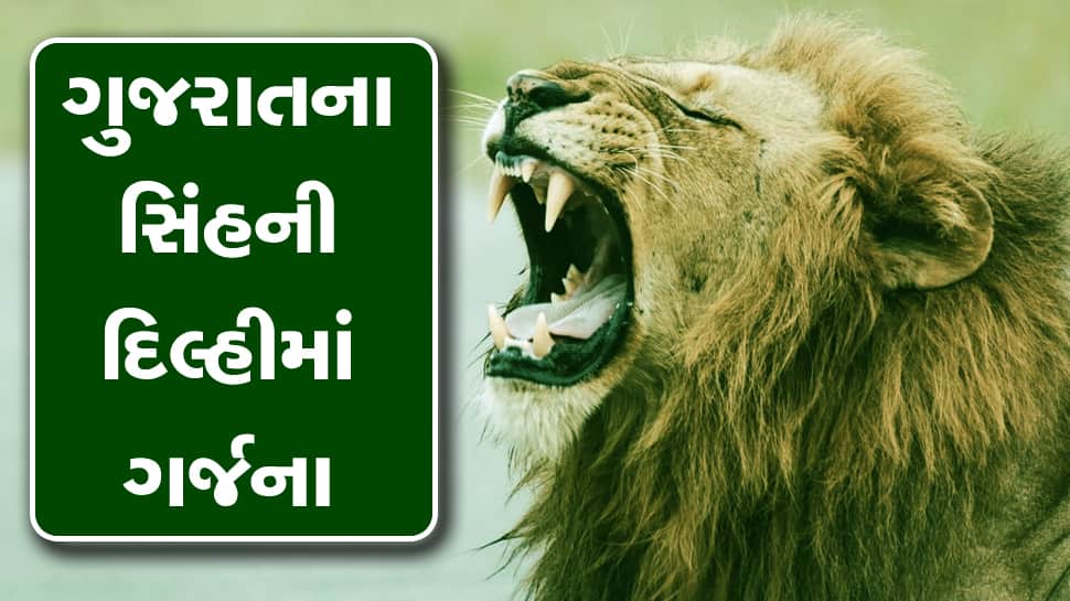 દિલ્હીમાં સંભળાશે ગુજરાતના સિંહની ગર્જના, CZA એ મંજૂર કર્યો હતો આ પ્રસ્તાવ દિલ્હીમાં સંભળાશે ગુજરાતના સિંહની ગર્જના, CZA એ મંજૂર કર્યો હતો આ પ્રસ્તાવ