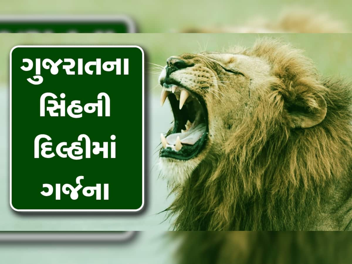 દિલ્હીમાં સંભળાશે ગુજરાતના સિંહની ગર્જના, CZA એ મંજૂર કર્યો હતો આ પ્રસ્તાવ