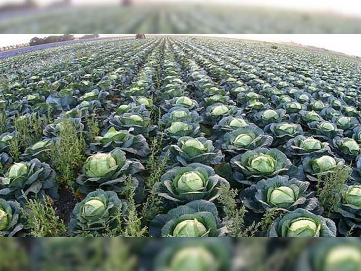 Cabbage and Broccoli Pickers Job:  ખેતરોમાંથી કોબીજ તોડવાની નોકરી, પગાર છે 63 લાખ રૂપિયા, બોલો કરવી છે તમારે? વાંચો અહેવાલ