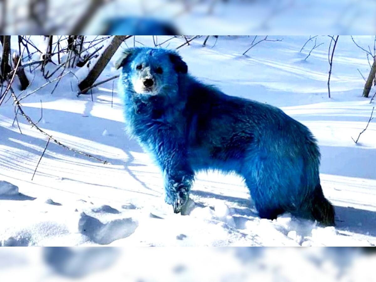 OMG! શેરીઓમાં ક્યાંથી આવ્યા વાદળી રંગના કૂતરા? અચાનક કૂતરાઓનો રંગ બદલાઈ જતા લોકોમાં નવી બીમારીનો ભય!