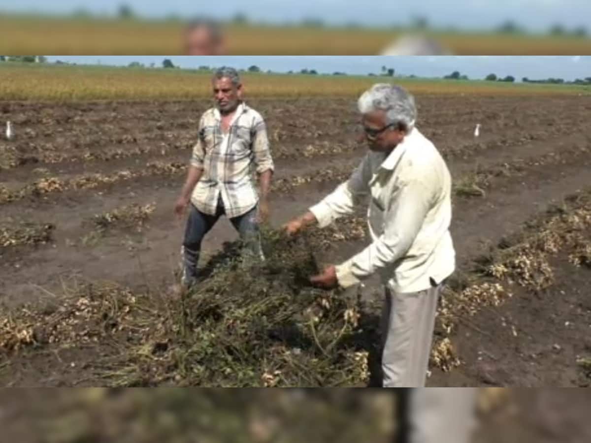 Rajkot: ખેડૂતોની મુશ્કેલી વધી, ભારે વરસાદને કારણે મગફળી અને સોયાબિનના પાકનું ધોવાણ, સરકાર પાસે કરી વળતરની માંગ