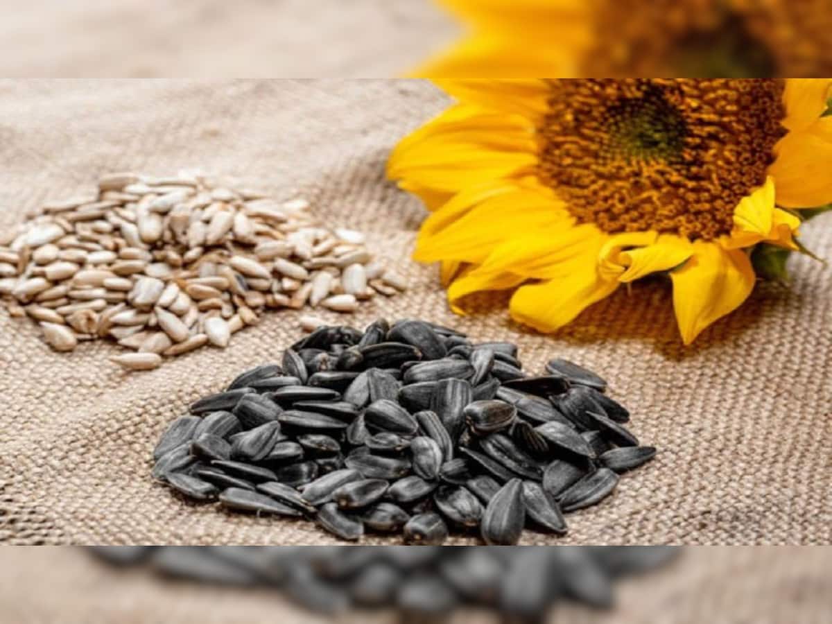 Benefits of Sunflower Seeds: દરરોજ મુઠ્ઠીભર ખાઓ સૂર્યમુખીના બીજ, તમારા માટે ખૂબ ફાયદાકારક