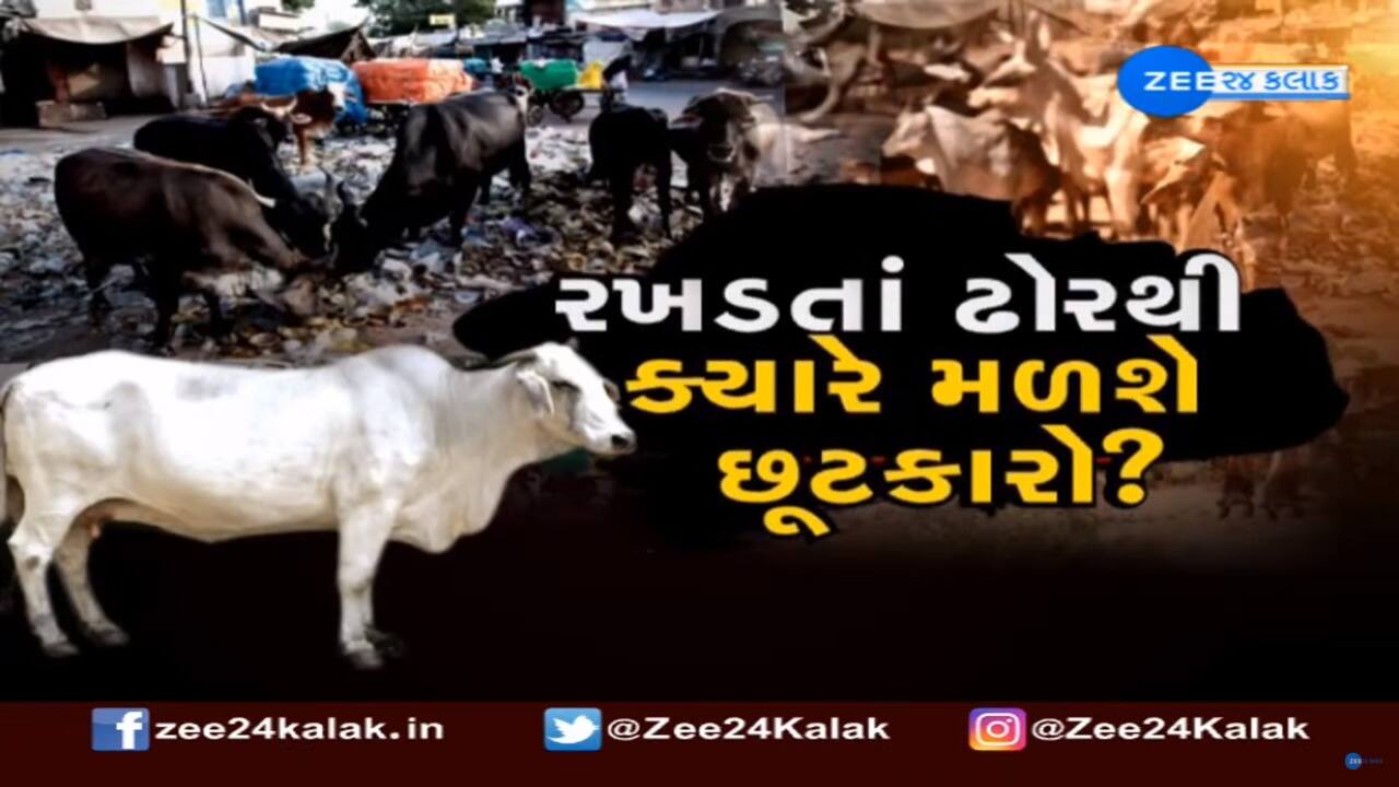 Vadodara મેયરનો પલટવાર: 'પાટીલ સાહેબ પાસે કદાચ પાલિકાએ કરેલી કામગીરીના આંકડા નહી હોય' Vadodara મેયરનો પલટવાર: 'પાટીલ સાહેબ પાસે કદાચ પાલિકાએ કરેલી કામગીરીના આંકડા નહી હોય'