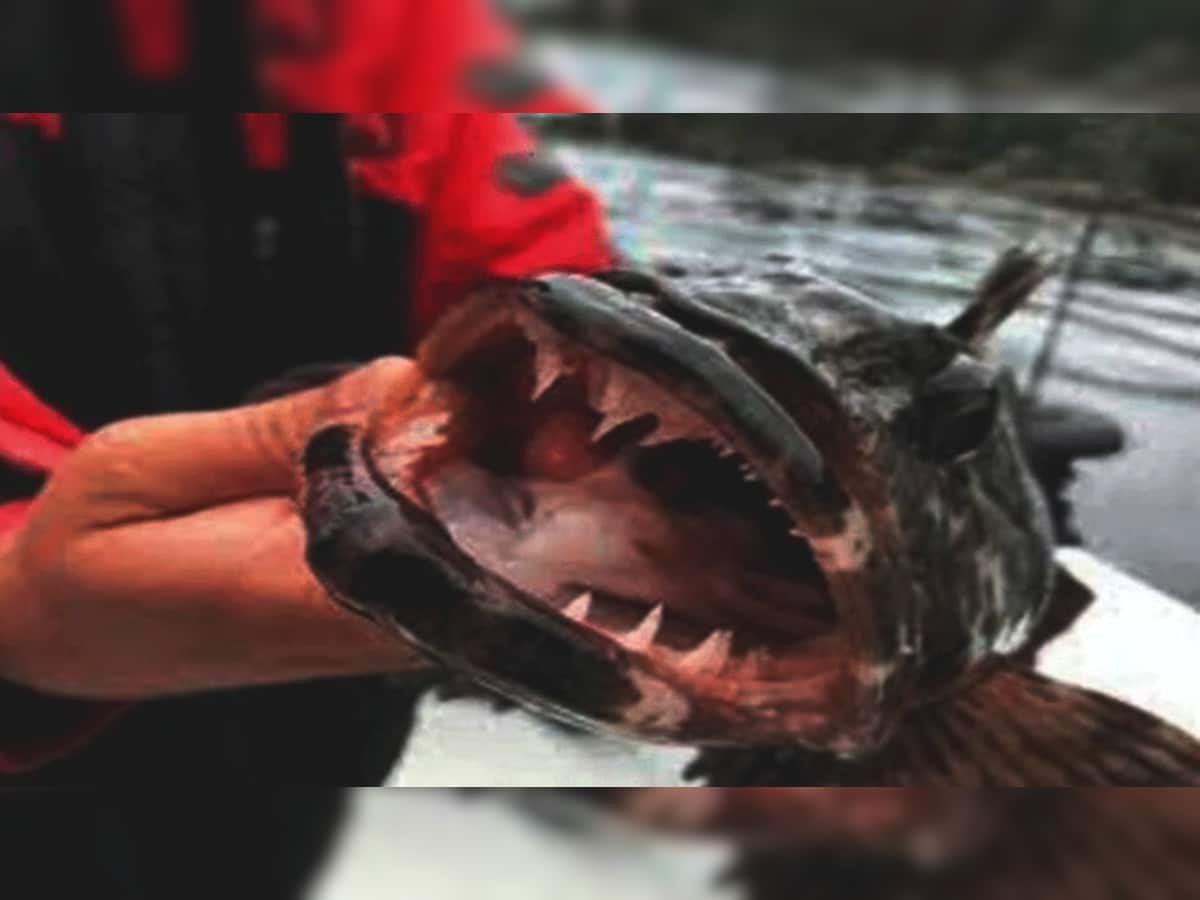 Wonder Fish: આ માછલી દરરોજ બદલે છે 20 દાંત! અમેરિકન વૈજ્ઞાનિકોએ શોધી અનોખી માછલી