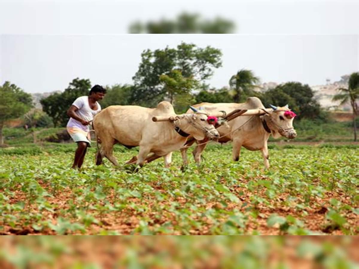 ગરીબડી ગાય જેવા છે ગુજરાતના ખેડૂતો, 9 રાજ્યોના ખેડૂતો કરતા પણ ઓછી આવક મળે છે 